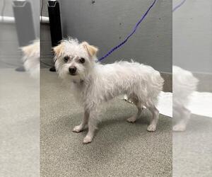 Mutt Dogs for adoption in Las Vegas, NV, USA