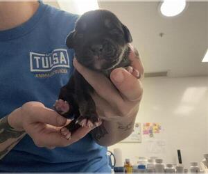 Mutt Dogs for adoption in Tulsa, OK, USA