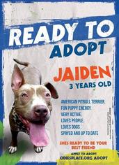 American Pit Bull Terrier Dogs for adoption in dartmouth, MA, USA
