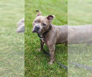 American Staffordshire Terrier-Unknown Mix Dogs for adoption in Richmond, IN, USA