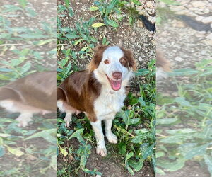 Australian Shepherd-Unknown Mix Dogs for adoption in Salt Lake City, UT, USA