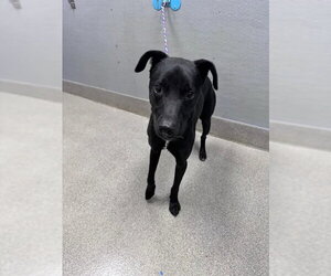 Mutt Dogs for adoption in Las Vegas, NV, USA