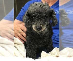 Poodle (Toy) Dogs for adoption in Santa Maria, CA, USA