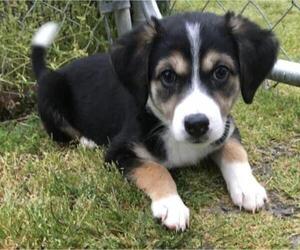 Beagi Dogs for adoption in Pottstown, PA, USA