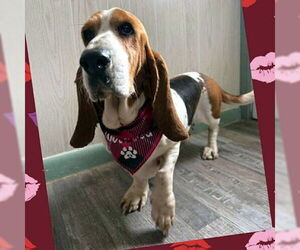 Basset Hound Dogs for adoption in Deepwater, NJ, USA