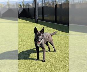 Shollie Dogs for adoption in San Martin, CA, USA