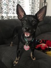 Chiweenie Dogs for adoption in Wylie, TX, USA