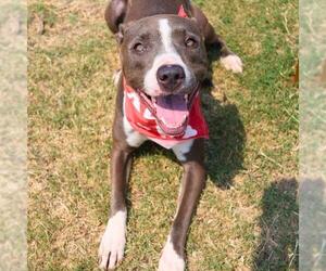 American Staffordshire Terrier-Unknown Mix Dogs for adoption in San Antonio, TX, USA