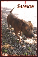 American Pit Bull Terrier Dogs for adoption in Berkeley Springs, WV, USA