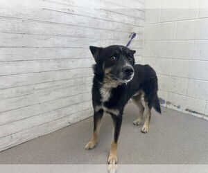 German Shepherd Dog-Unknown Mix Dogs for adoption in San Bernardino, CA, USA