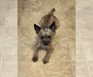 Mutt Dogs for adoption in Iroquois, IL, USA