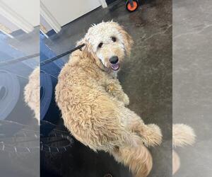Goldendoodle (Miniature) Dogs for adoption in Rockwall, TX, USA