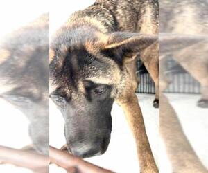 Akita Dogs for adoption in Houston, TX, USA