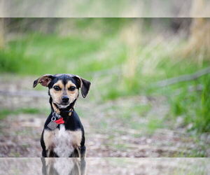 Chihuahua Dogs for adoption in Sandy, UT, USA