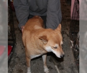 Shiba Inu Dogs for adoption in Minneapolis, MN, USA