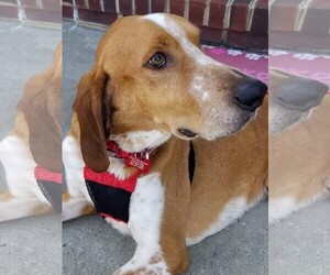 English Coonhound Dogs for adoption in Westminster, MD, USA