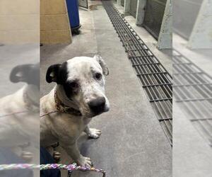 American Pit Bull Terrier-Unknown Mix Dogs for adoption in Stockton, CA, USA