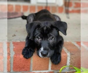 Mutt Dogs for adoption in Helena, AL, USA