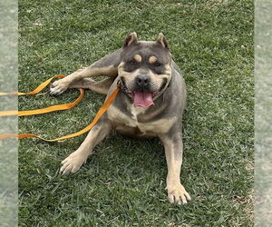 American Pit Bull Terrier Dogs for adoption in Riverside, CA, USA