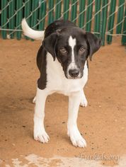 Medium Photo #1 Beagle-Unknown Mix Puppy For Sale in Alpharetta, GA, USA