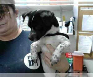Chihuahua Dogs for adoption in Atlanta, GA, USA