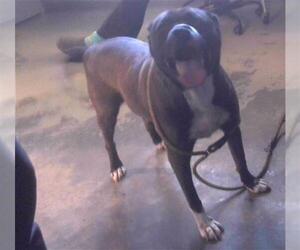 American Bulldog-Unknown Mix Dogs for adoption in Tallahassee, FL, USA