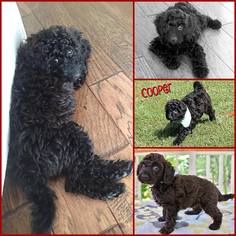 Goldendoodle (Miniature) Dogs for adoption in Little Rock, AR, USA