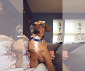 Black Mouth Cur-Boxer Mix Dogs for adoption in Sheboygan, WI, USA