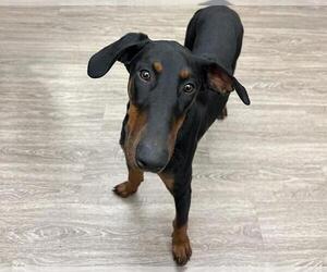 Doberman Pinscher Dogs for adoption in Martinez, CA, USA