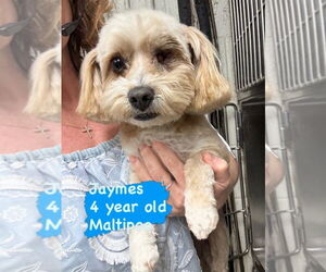 Shih-Poo Dogs for adoption in San Diego , CA, USA