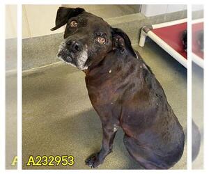 Labrador Retriever Dogs for adoption in San Antonio, TX, USA