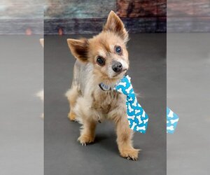 Pomeranian-Unknown Mix Dogs for adoption in Buffalo, NY, USA