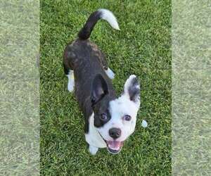 Boston Terrier-Unknown Mix Dogs for adoption in Huntington Beach, CA, USA