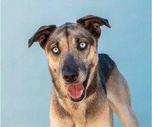 German Shepherd Dog Dogs for adoption in Pasadena, CA, USA