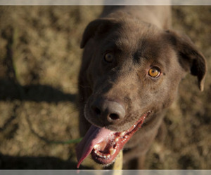 - Mix Dogs for adoption in Harvard, IL, USA