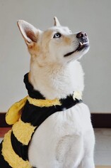 Medium Photo #1 Alaskan Husky-German Shepherd Dog Mix Puppy For Sale in Fayetteville, GA, USA