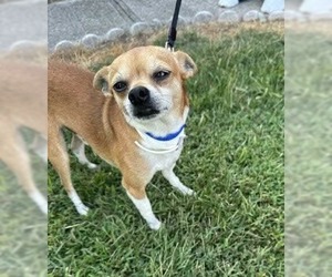 Chihuahua-Unknown Mix Dogs for adoption in Westwood, NJ, USA