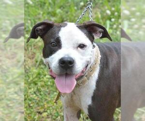 American Pit Bull Terrier-Unknown Mix Dogs for adoption in Mt Vernon, IN, USA