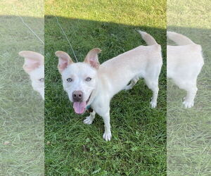 Alaskan Malamute-Staffordshire Bull Terrier Mix Dogs for adoption in Duluth, MN, USA