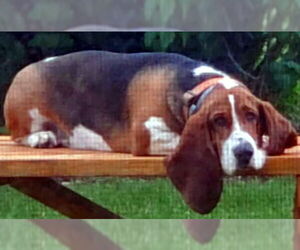 Basset Hound Dogs for adoption in Deepwater, NJ, USA