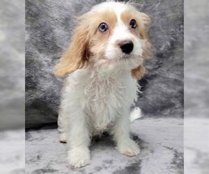 Medium Photo #5 Cavalier King Charles Spaniel Puppy For Sale in Lincolnwood, IL, USA