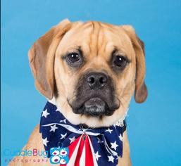 Puggle Dogs for adoption in Unity, NH, USA