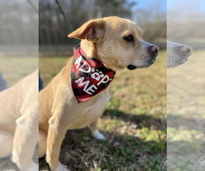 Mutt Dogs for adoption in Crandall, GA, USA