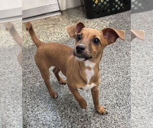 Jack Russell Terrier-Unknown Mix Dogs for adoption in Sterling, MA, USA