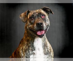 Presa Canario-Unknown Mix Dogs for adoption in Tavares, FL, USA