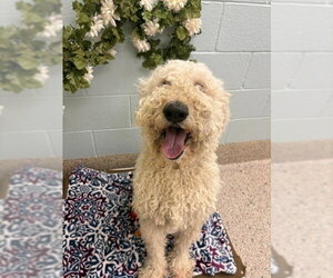 Poodle (Standard) Dogs for adoption in Brighton, CO, USA