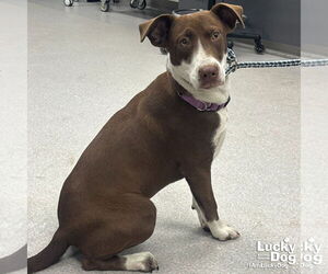 Lab-Pointer Dogs for adoption in Washington, DC, USA