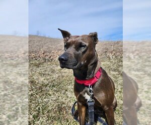 Black Mouth Cur-Unknown Mix Dogs for adoption in Batavia, NY, USA
