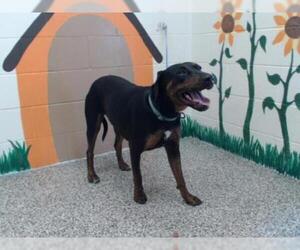 Rotterman Dogs for adoption in San Bernardino, CA, USA