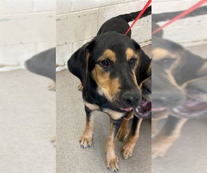 German Shepherd Dog-Unknown Mix Dogs for adoption in San Bernardino, CA, USA